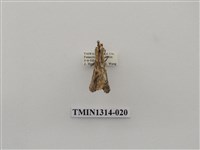 藏品(尺蠖蛾科)的圖片